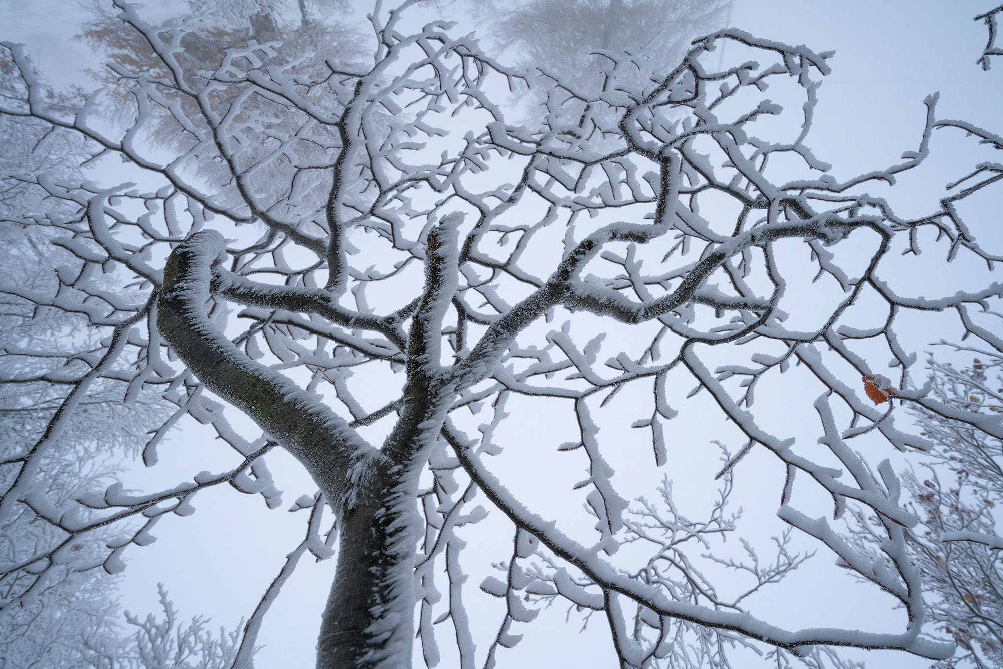 Zapada asezata pe crengile unui copac si care ne arata in cel mai mic detaliu fiecare crenguta in parte.
