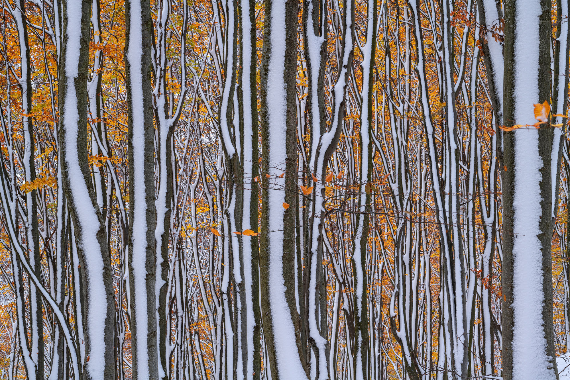 O padure de foioase cu copaci acoperiti partial cu zapada si cu frunze cu colorit de toamna